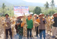 Polresta Palu Laksanakan Panen Jagung di Lahan Binaan Kelurahan Duyu