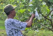 Warga Binaan Lapas Palu Panen Puluhan Kilogram Jambu di Langaleso