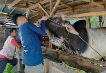 DPKP Kota Palu Intensifkan Pemeriksaan Kesehatan Hewan Kurban jelang Idul Adha