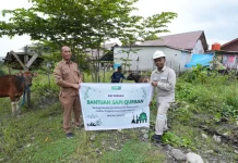 PT IMIP Salurkan 22 Ekor Sapi Kurban di Morowali jelang Idul Adha 1447 H