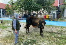Lapas Palu Salurkan 759 Paket Hewan Kurban Kepada Wabin dan Masyarakat
