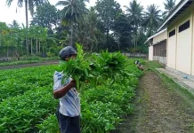 Warga Binaan Lapas Palu Panen Puluhan Kilogram Sayuran di Lahan SAE