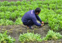 Warga Binaan Lapas Palu Panen 100 Kg Komoditas Sayur dan Buah