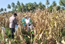 Polsek Sausu Bersama Petani Panen Jagung, Perkuat Ketahanan Pangan di Parimo