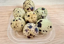 Telur Puyuh, Sumber Nutrisi Penting bagi Ibu Hamil