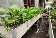 Hobi Berkebun Jadi Pilihan Mengisi Waktu Luang