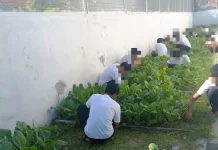 Bina Keterampilan, Anak Binaan LPKA Palu Panen 5 Kilogram Sayuran Sawi