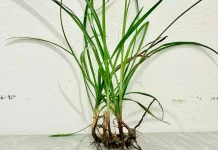 Sering Dianggap Pengganggu, Rumput Teki ternyata Punya Nilai Manfaat