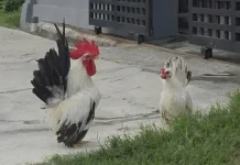 Black Tail, Hobi yang Kian Digandrungi Pecinta Ayam