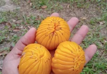 Buah Jongi, Potensi Lokal dari Rasa Asam Khas Sulawesi