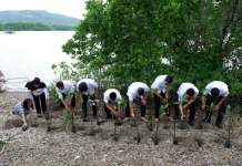 Peduli Lingkungan, BPJS Ketenagakerjaan Palu Tanam Mangrove di Donggala