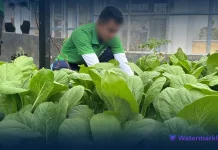 Warga Binaan Lapas Luwuk Panen Sawi, Wujud Ketahanan Pangan Nasional