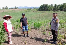 Bhabinkamtibmas Luwuk Timur Dorong Produktivitas Jagung di Desa Uwedikan