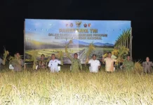 Dukung Kemandirian Pangan, Pangdam dan Danrem Ikuti Panen Raya TNI di Sigi