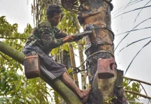 Saguer, Minuman Tradisional Dari Pohon Aren