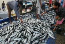 Ikan Tuna, Kuliner Primadona yang Kaya Manfaat