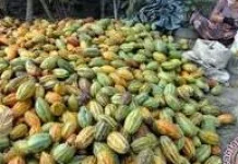 Cokelat Sulawesi, Cita Rasa Unik Dengan Ragam Manfaat