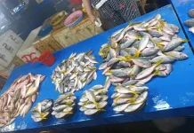 Persediaan Ikan Segar Melimpah, Harga Tetap Stabil di Manonda