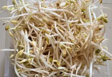 Tauge Segar, Kaya Nutrisi dan Baik untuk Kesehatan Reproduksi
