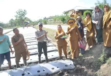 Perkuat Program Palu MAPAN, Pemkot Palu Tanam 6.000 Bibit Tomat