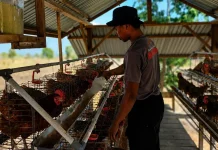 Dukung Ketahanan Pangan, Brimob Polda Sulteng Kembangkan Peternakan Ayam