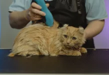 Tips Simpel Merawat Bulu Kucing