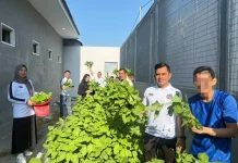 LPKA Palu Sukses Gelar Panen Perdana 10 Kilogram Bayam Hasil Pembinaan