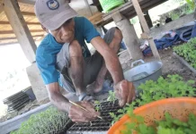 Program 'Palu Mapan' Mulai Panen, DPKP Fokus Komoditas Inflasi