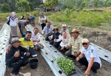 Implementasi Program Palu Mapan, Pemkot Palu Tanam 2.000 Bibit Cabai di Poboya