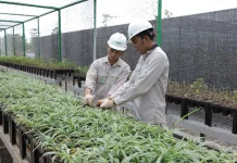 Nursery PT IMIP Kembangkan Bank Benih Jaga Keanekaragaman Hayati