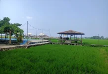 Gubuk Koi Zakheus Tawarkan Kuliner dengan Panorama Sawah