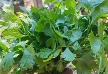 Daun Seledri, Sayuran Hijau Kaya Manfaat