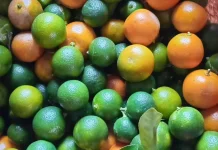 Tak Sekadar Pelengkap Masakan, Lemon Cui Miliki Beragam Manfaat