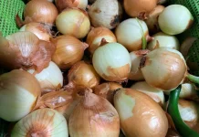 Bawang Bombai, Si Bulat yang Kaya Manfaat
