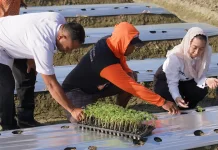 Perkuat Program Palu Mapan, Pemkot Palu Tanam 4.000 Bibit Tomat di Boyaoge