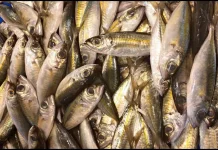 Ikan Katombo Makin Populer Jadi Menu Andalan Palu