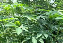 Daun Singkong, Kaya Nutrisi untuk Kesehatan