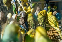 Menikmati Kicauan, Hobi Aviari Jadi Cara Melepas Penat
