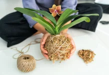 Tanam tanpa Pot, Kokedama Jadi Hobi Unik
