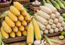 Harga Jagung di Pasar Manonda Palu Mengalami Kenaikan