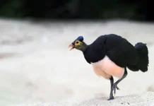 Maleo Saluki, Penjaga Warisan Fauna Sulawesi