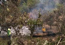 Polisi Selidiki Penyebab Kebakaran Kebun di Lembah Bomban