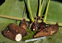 6 Manfaat Kimpul, Umbi Lokal yang Kaya Nutrisi