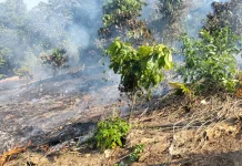 Diduga Akibat Puntung Rokok, Kebakaran Lahan Hanguskan Kebun di Parimo