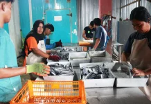 Perikanan Sulteng Capai 658 Ribu Ton, KADIN Soroti Penguatan Hilirisasi
