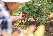 Musim Kemarau Tetap Bisa Berkebun, Ini Pilihan Tanamannya