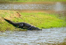 Kerusakan Habitat Diduga Picu Kemunculan Buaya di Palu