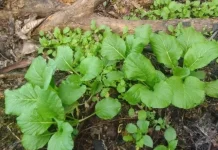 Sayur Nambo, Sayuran Lokal dengan Cita Rasa Khas