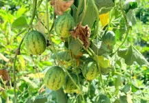 Cucamelon, Buah Mungil Segar yang Kaya Nutrisi