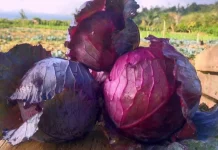 Kol Ungu, Sayuran Kaya Nutrisi dan Antioksidan
